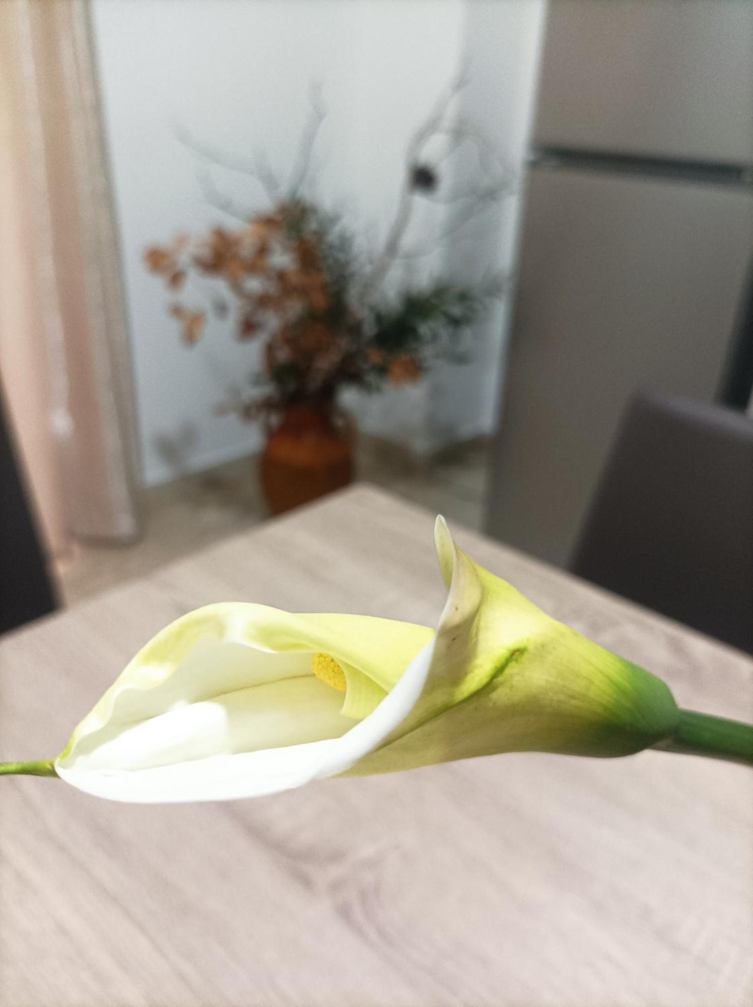 마사프라 L'Ulivo 아파트 외부 사진